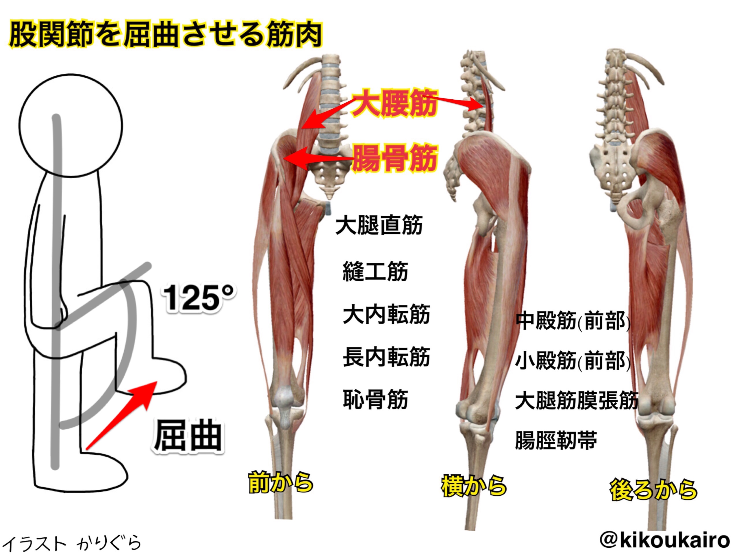 股関節 を 屈曲 させる 筋肉