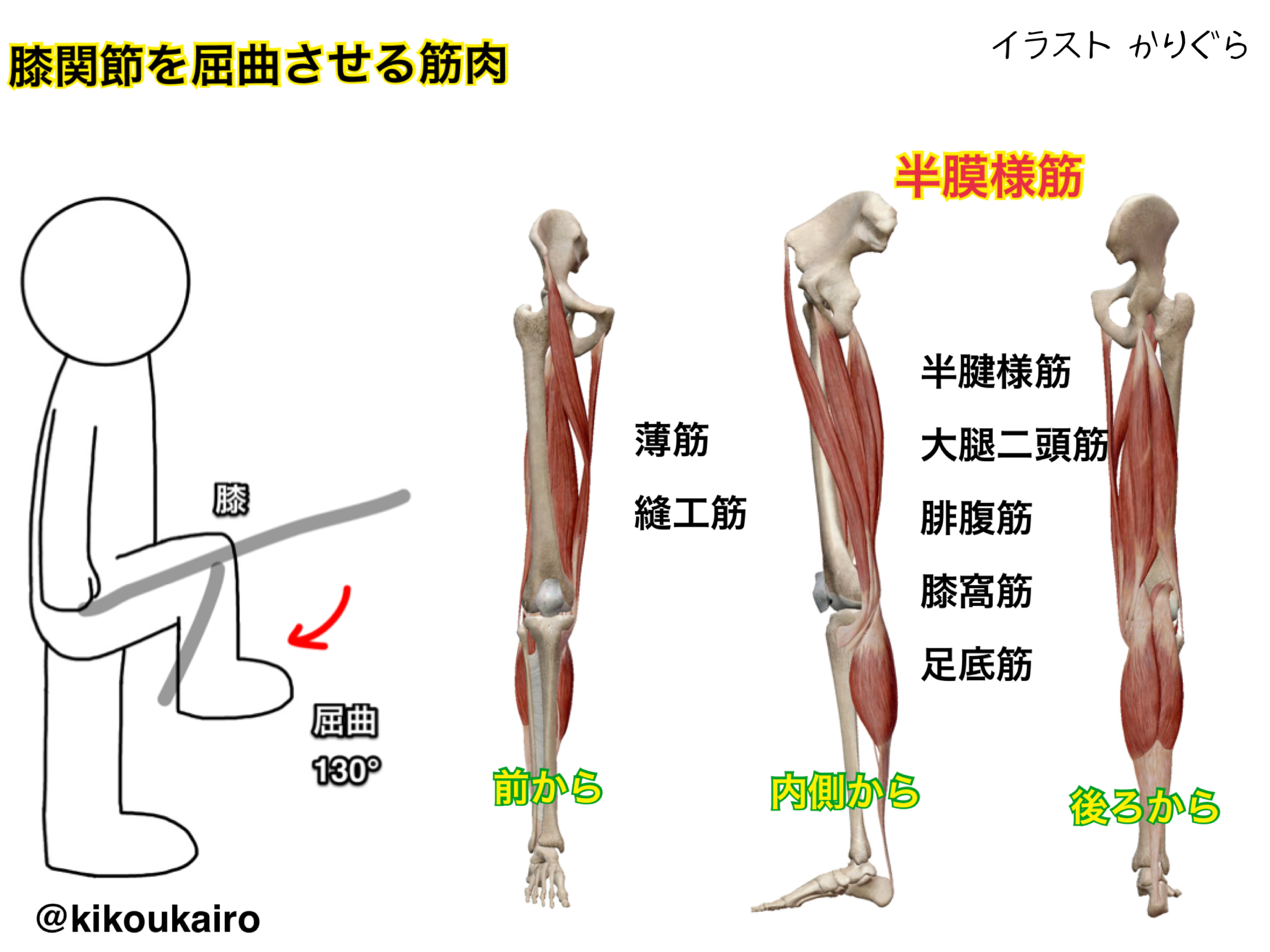 膝関節を屈曲させる筋肉①～③と内側外側ハムストリングスの得意な動き | きこうカイロ施術院