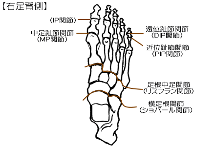 足の関節２