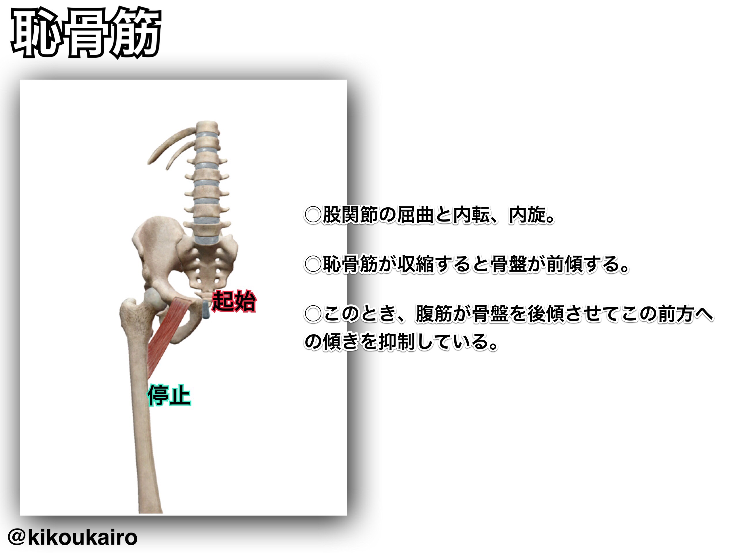 長内転筋 Adductor Longus Muscle Japaneseclass Jp