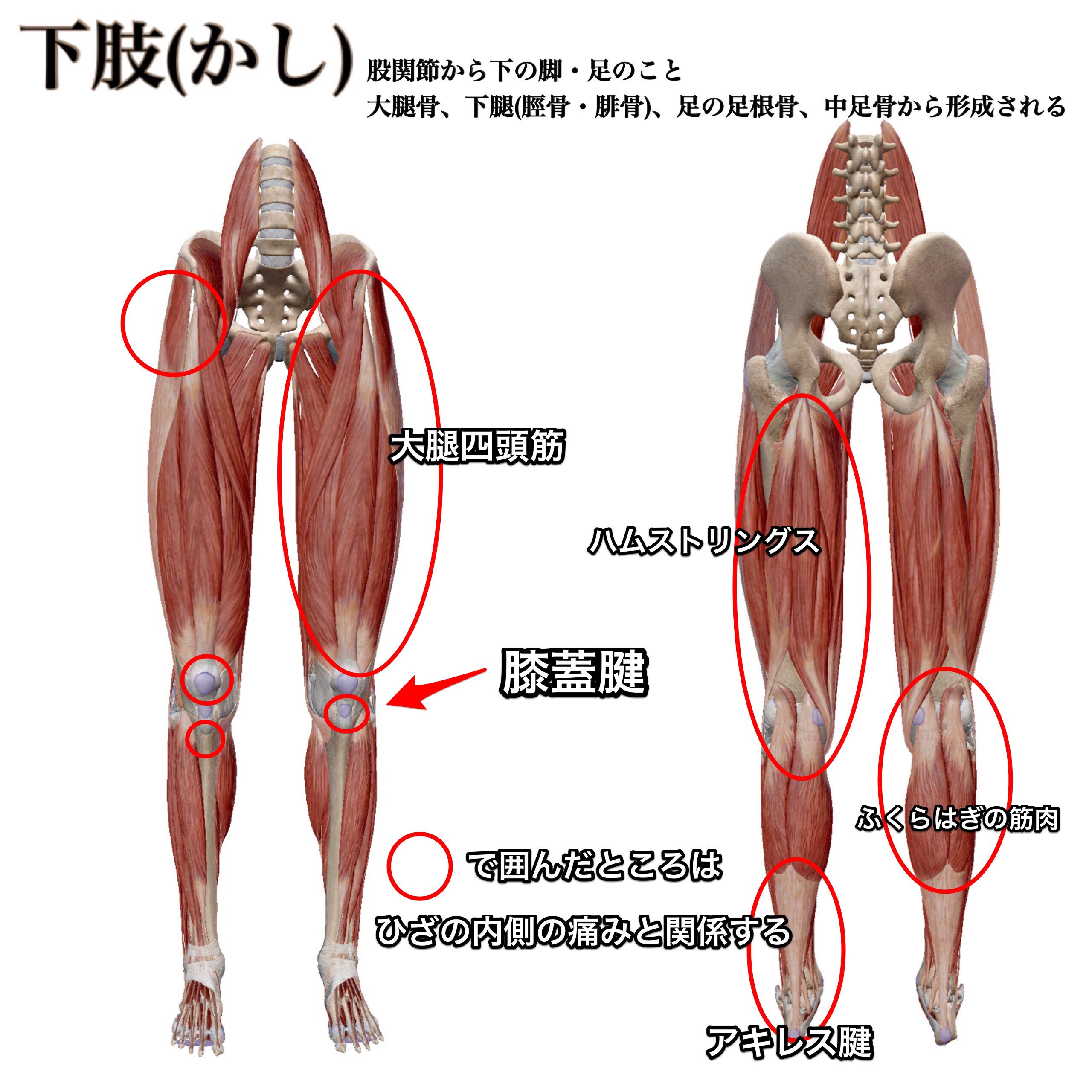 ひざ痛克服 ひざの前側の痛み をとるためにはまずひざの中身を知る 鍛えるべき筋肉を理解する きこうカイロ施術院